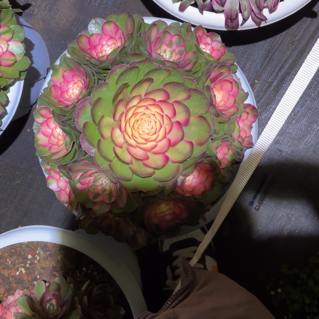 云南多肉植物荔枝