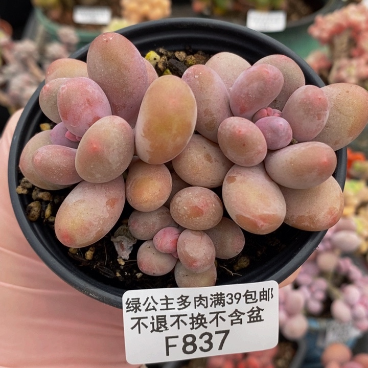 蛋黄奶8cm837多肉植物
