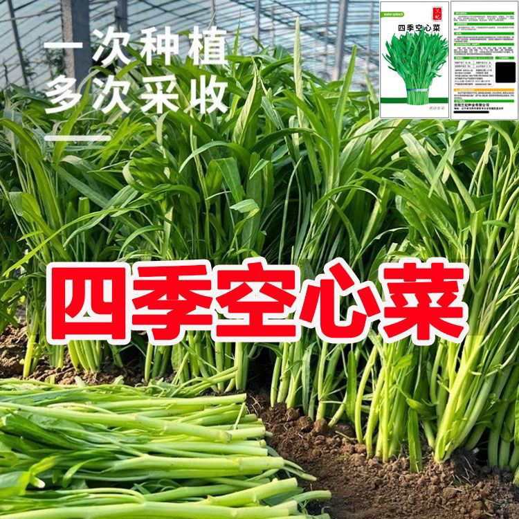 高产三叉空心菜种籽柳叶通心菜种子适合四季阳台蔬菜种植