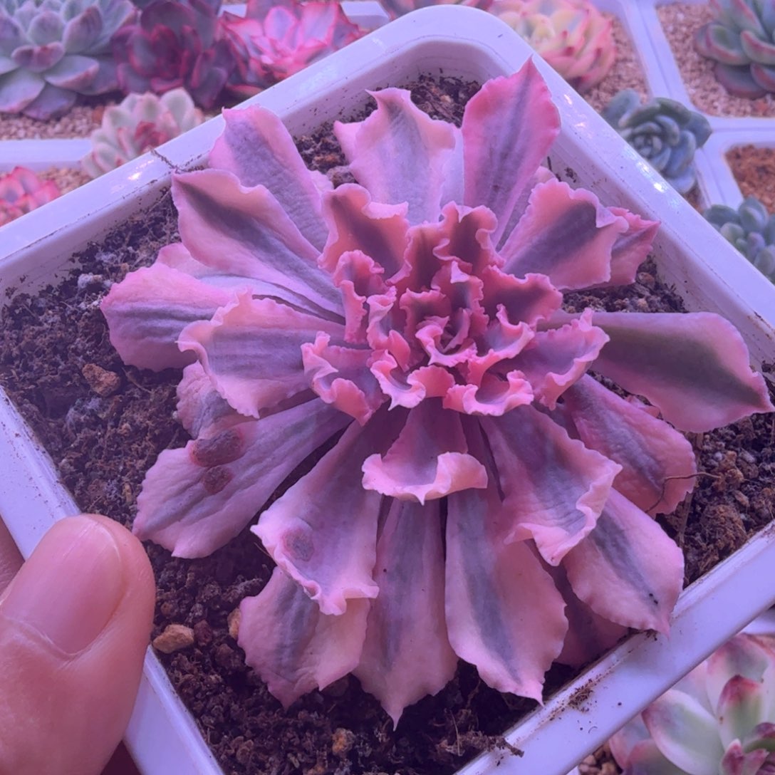 晚霞之舞锦 多肉植物