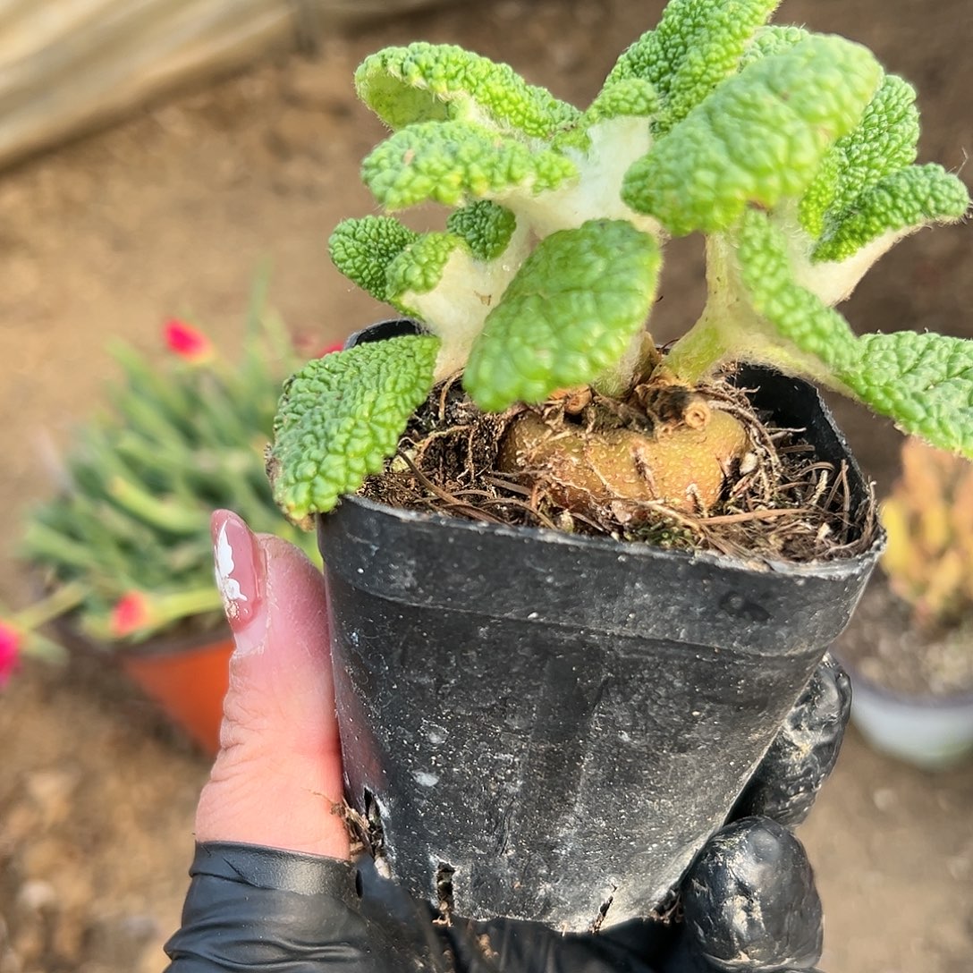 多肉葡萄断崖王子