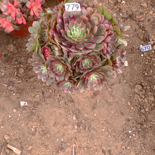 无花朵779莲花座多肉植物