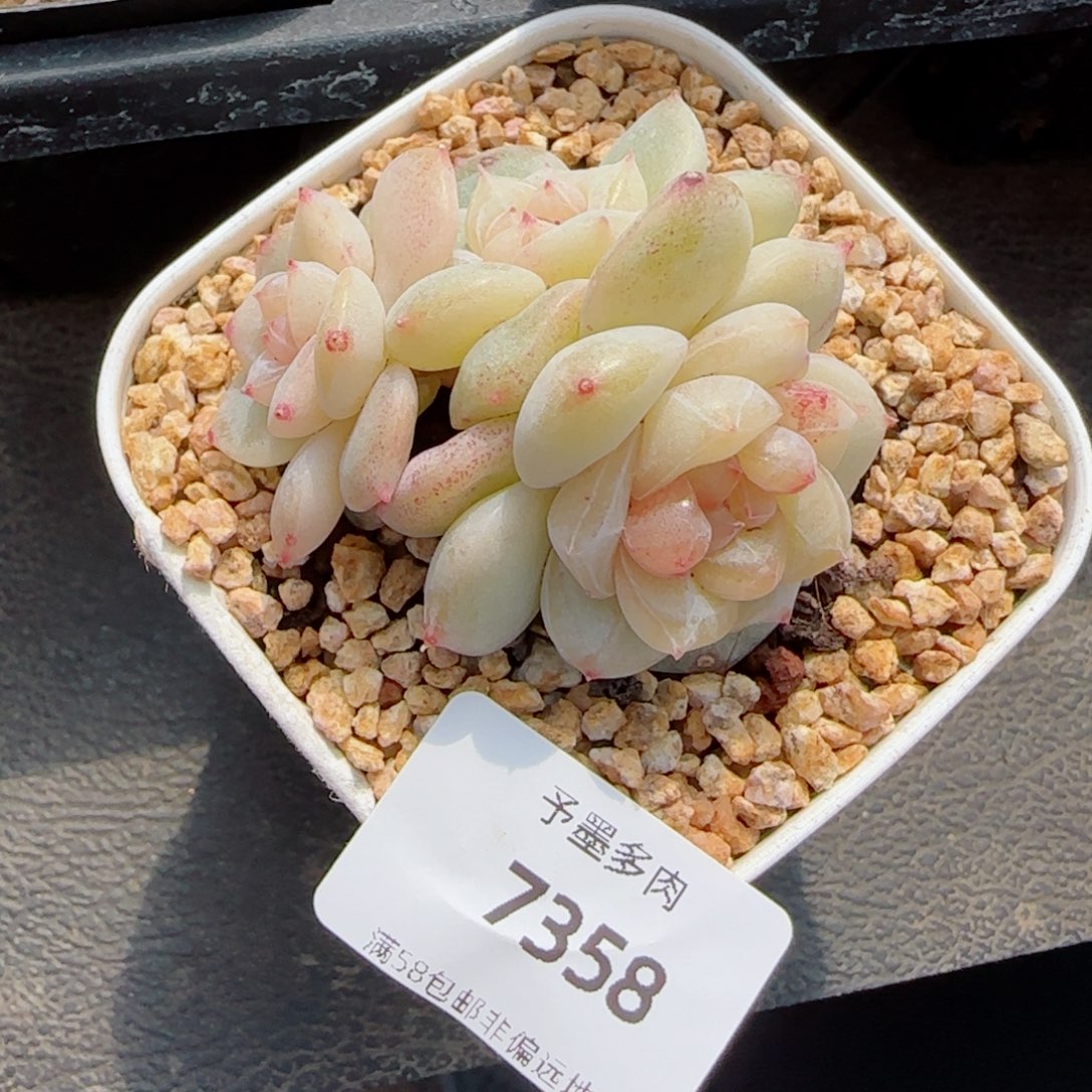 雨露泡泡，7358多肉