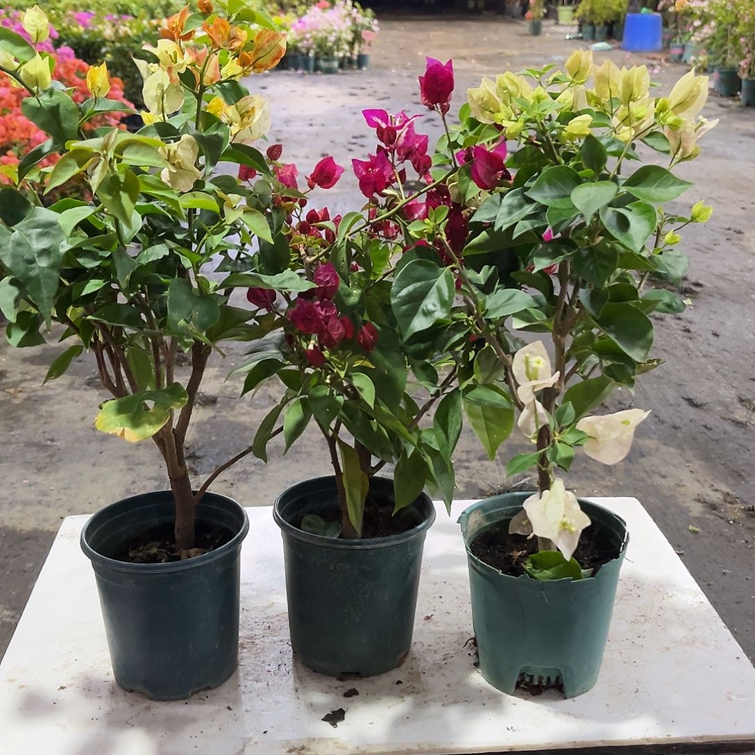 完全开放浅彩虹，倾城，奶油