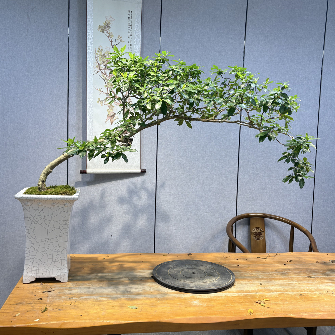 茶台意境飘海岛栀子花