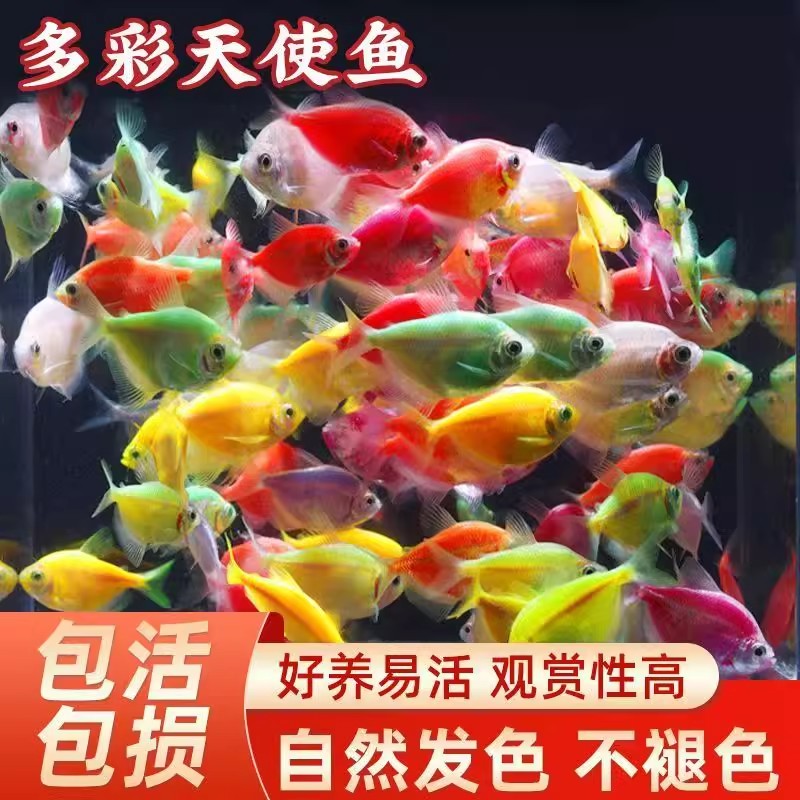 【耐活好养】观赏鱼大号天使鱼热带糖果七彩灯科鱼淡水小型鱼虎皮