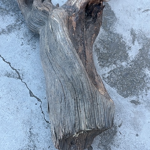 【闪购商品】柏木（崖柏）1