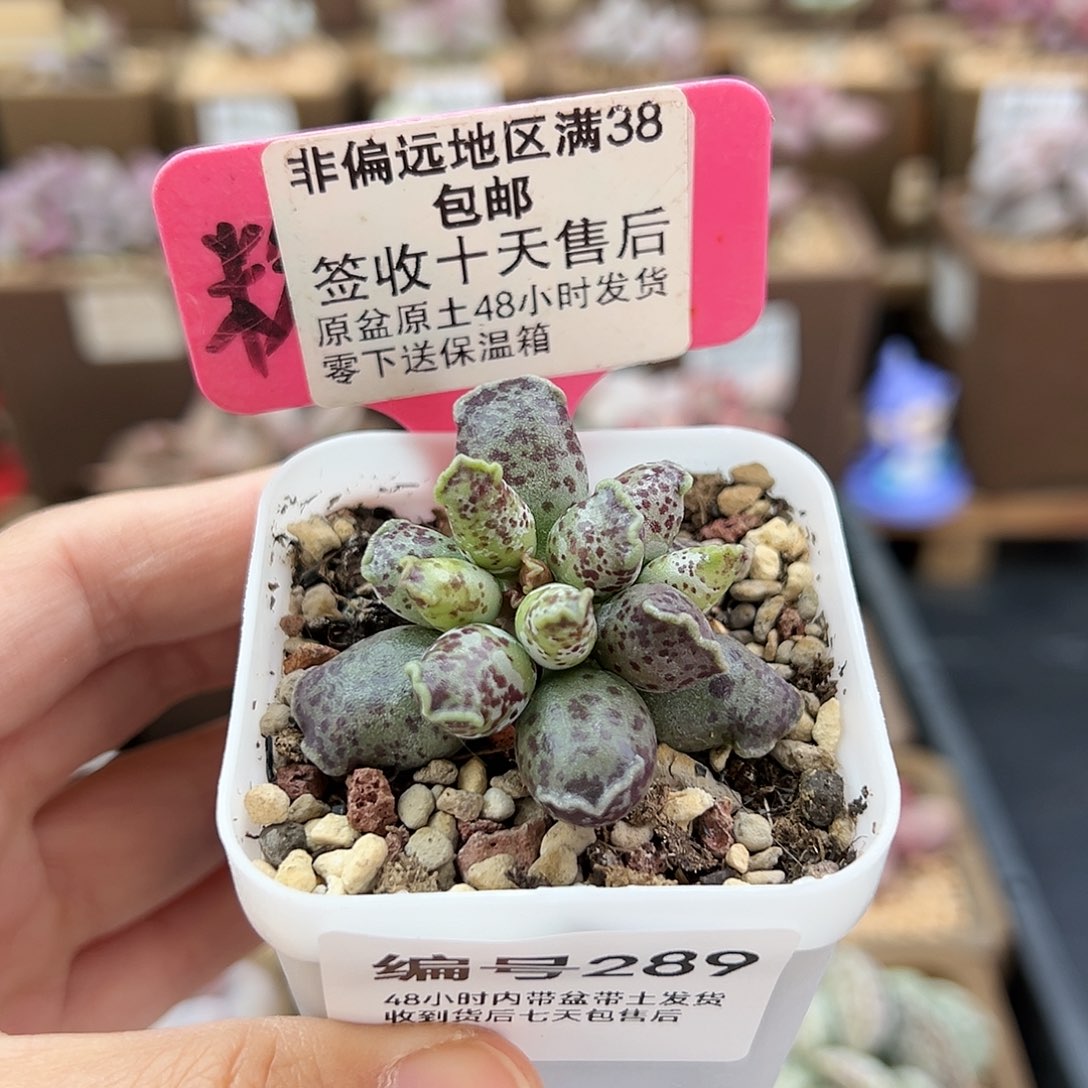 289达摩海豹多肉