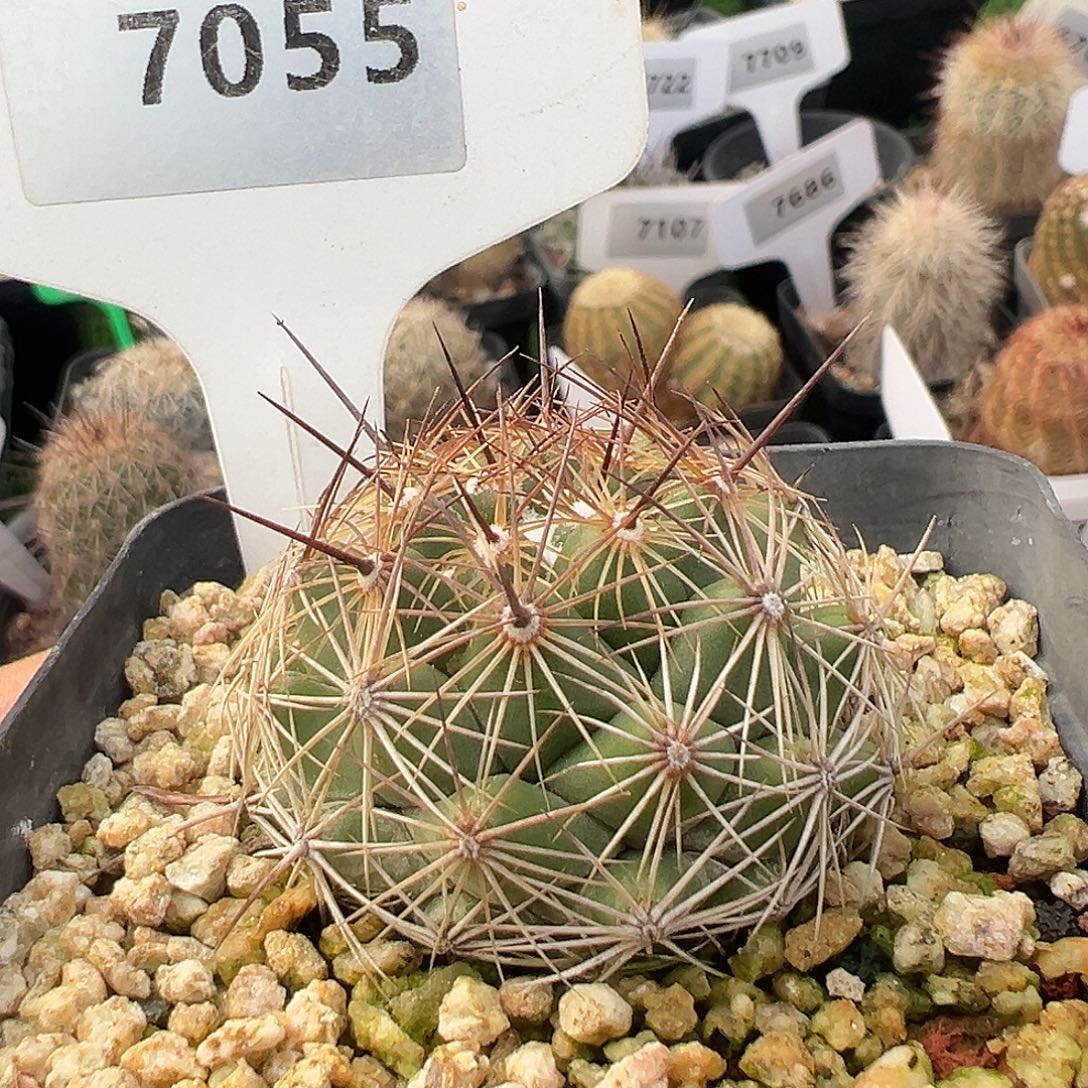 7055 金串丸实生裸根发货