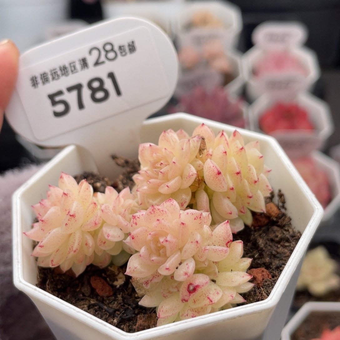 麦秆群5781-5.5厘米