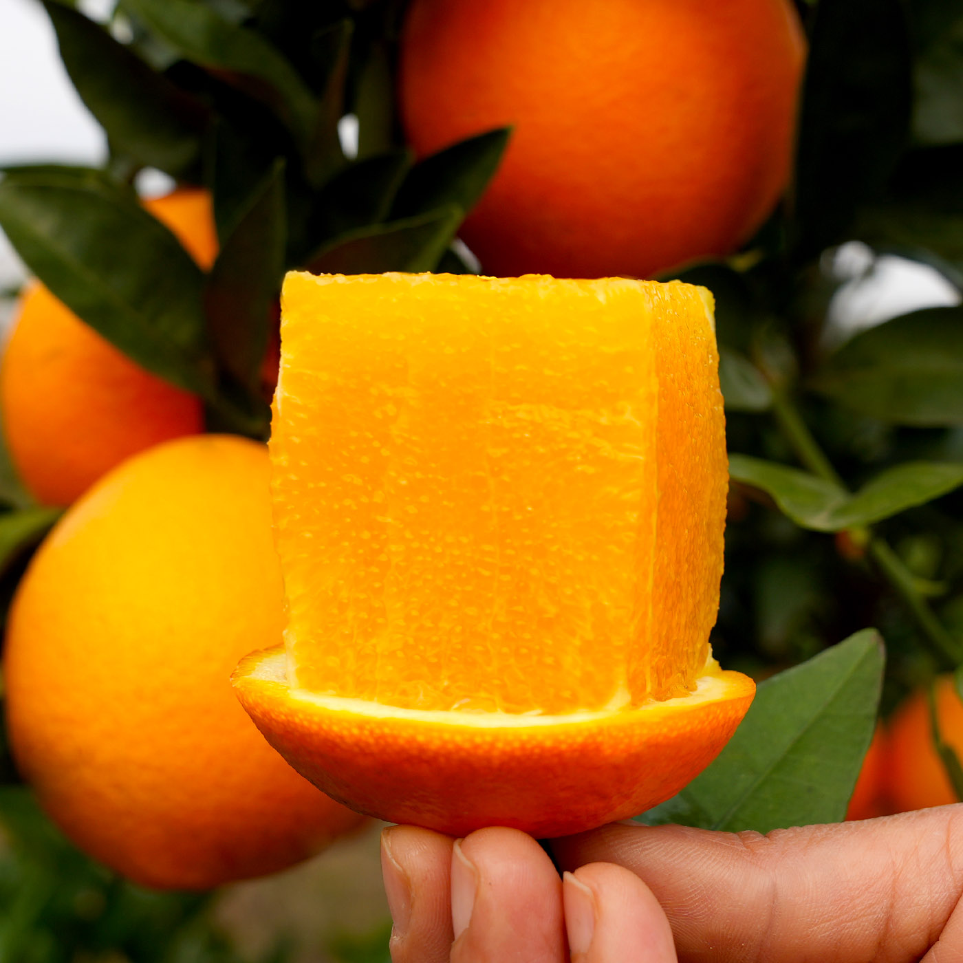  湖南纽荷尔脐橙大果带箱5斤装 酸甜可口 产地直发