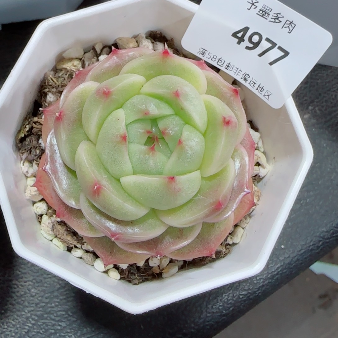 绿包子，4977多肉植物