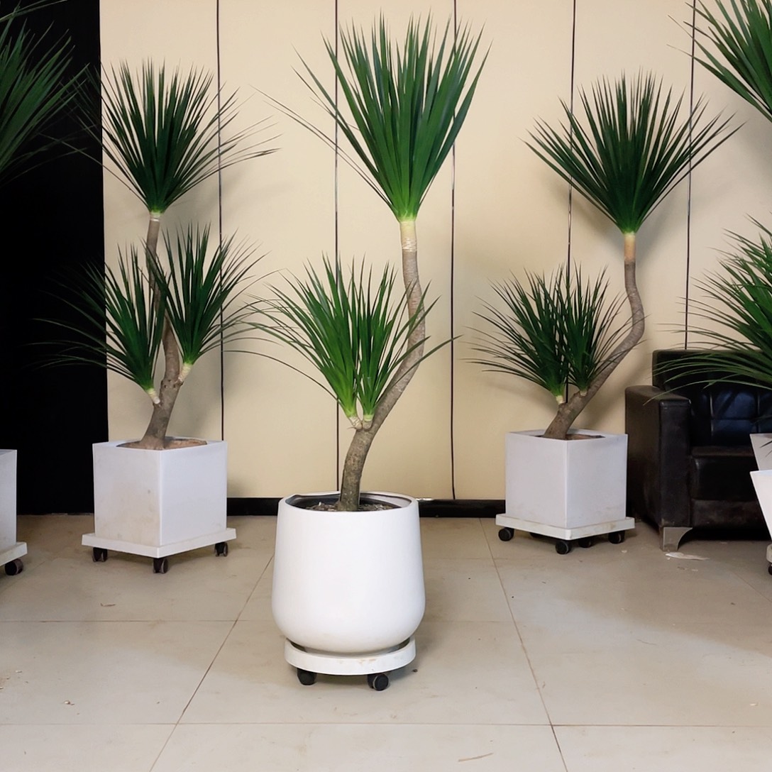 五***星无花朵黑珍珠龙血树