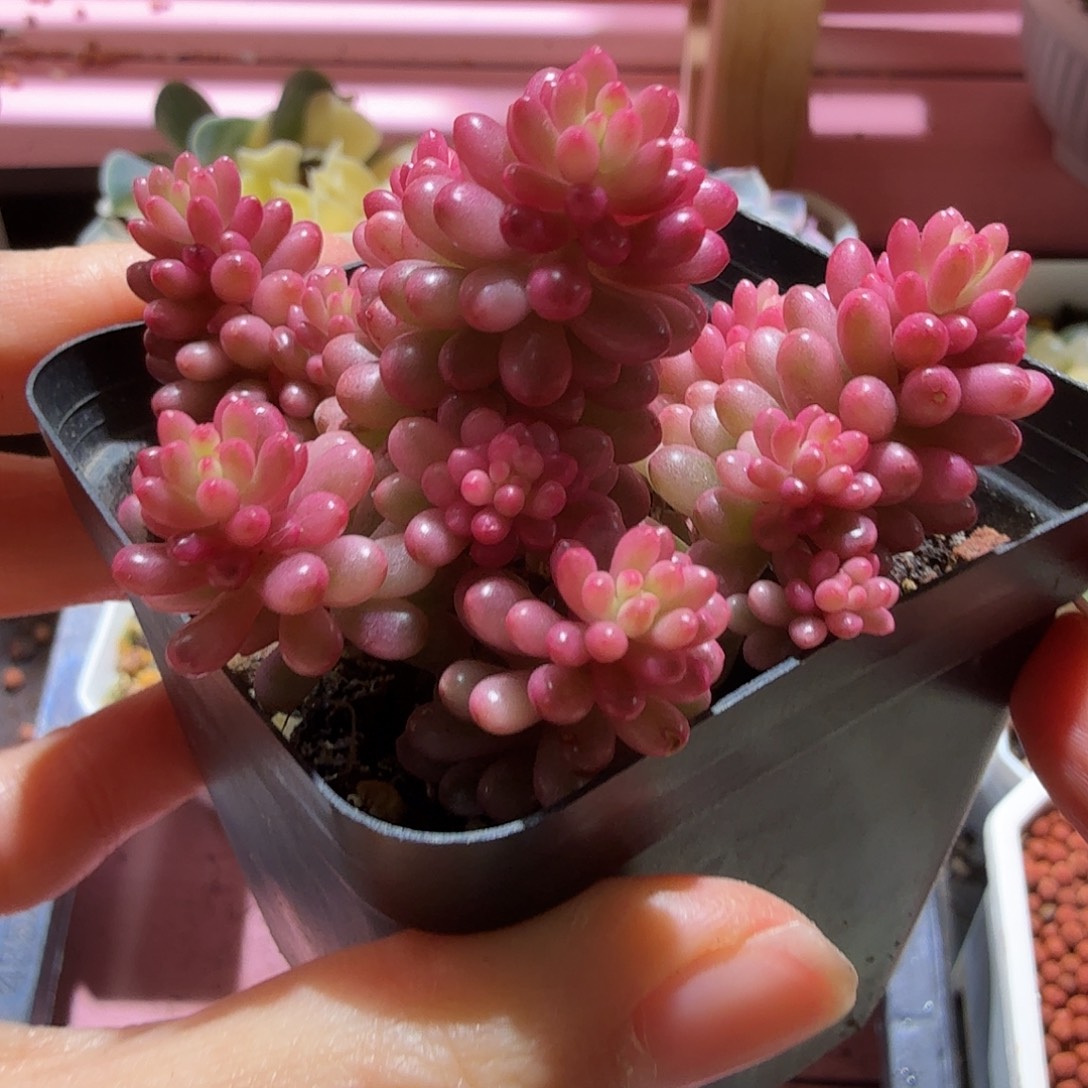 红浆果锦，多肉植物