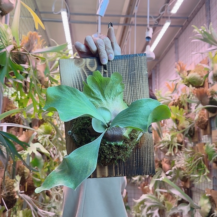 无花朵一银华a61。     