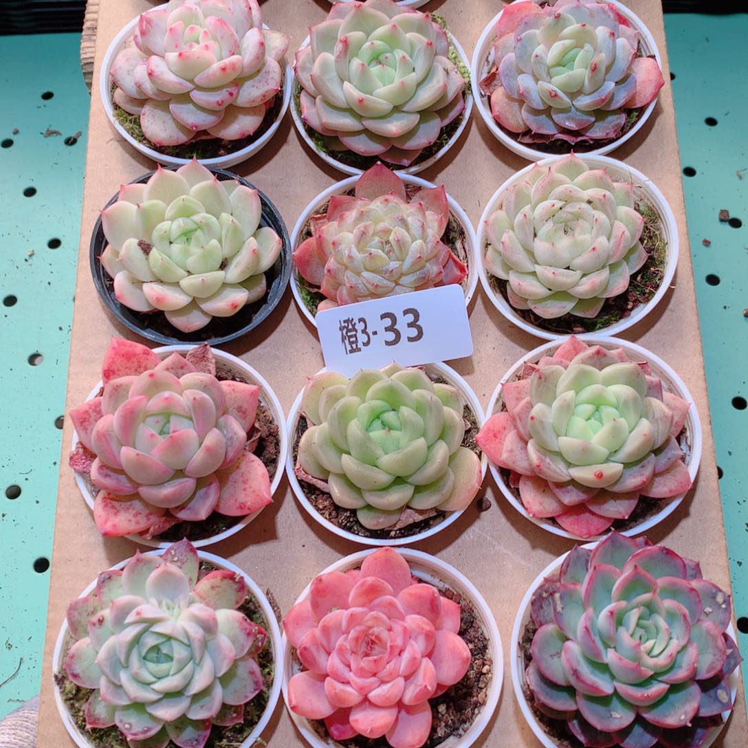 3-33一物一拍多肉带盆18颗