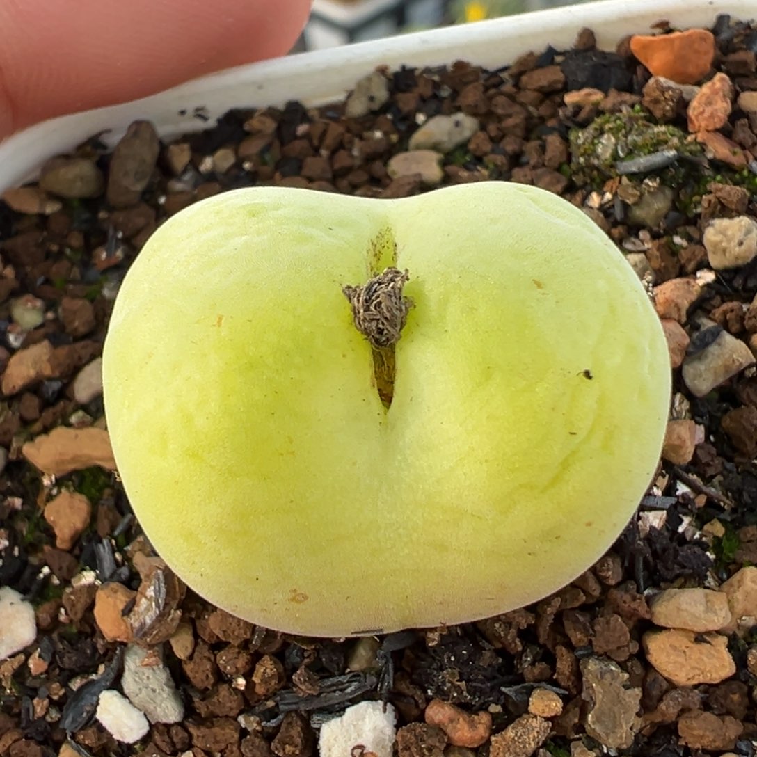 163多肉植物种类多样