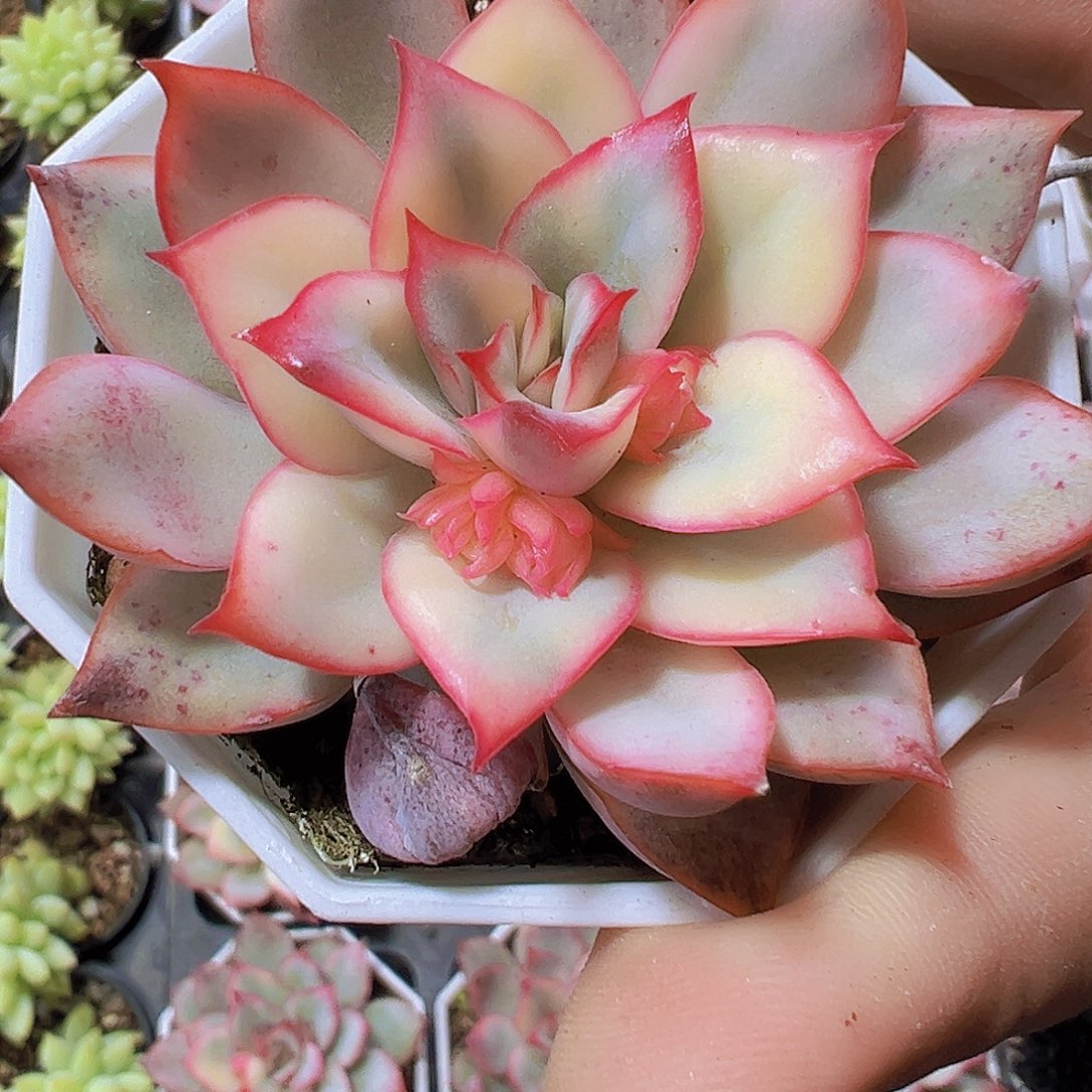 月光女神锦19包邮多肉植物