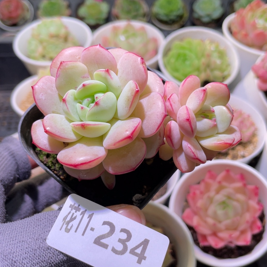 花利美11-234香草