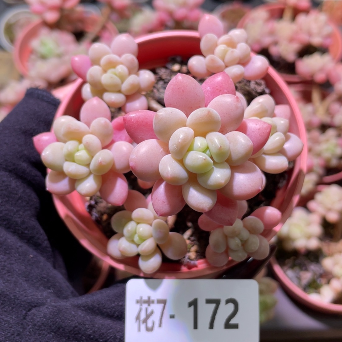 花利美7-172洛可可