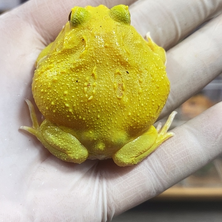 角蛙952号超级皮卡丘角蛙