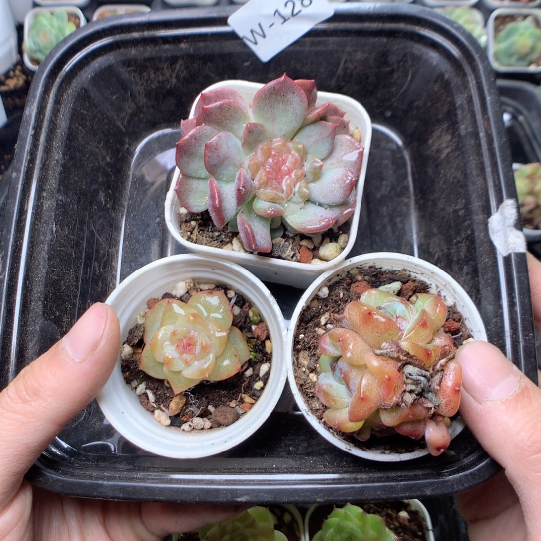 无花朵W128英语英语英语英语