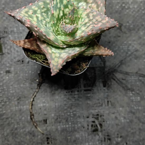 钓***啦实生超级芦荟带盆发货