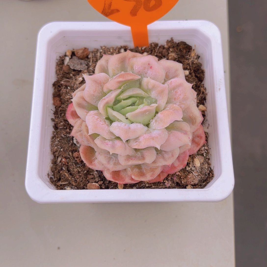 依*290号多肉植物一物一拍