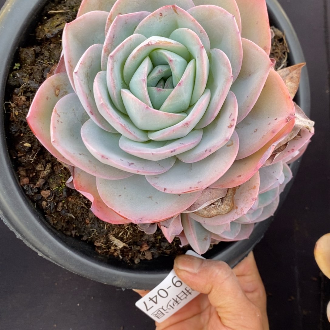 两单包邮1229-47布鲁蓝