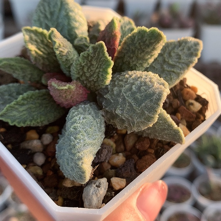 大鱼母本—专拍专拍（开箱包黑腐7天售后）