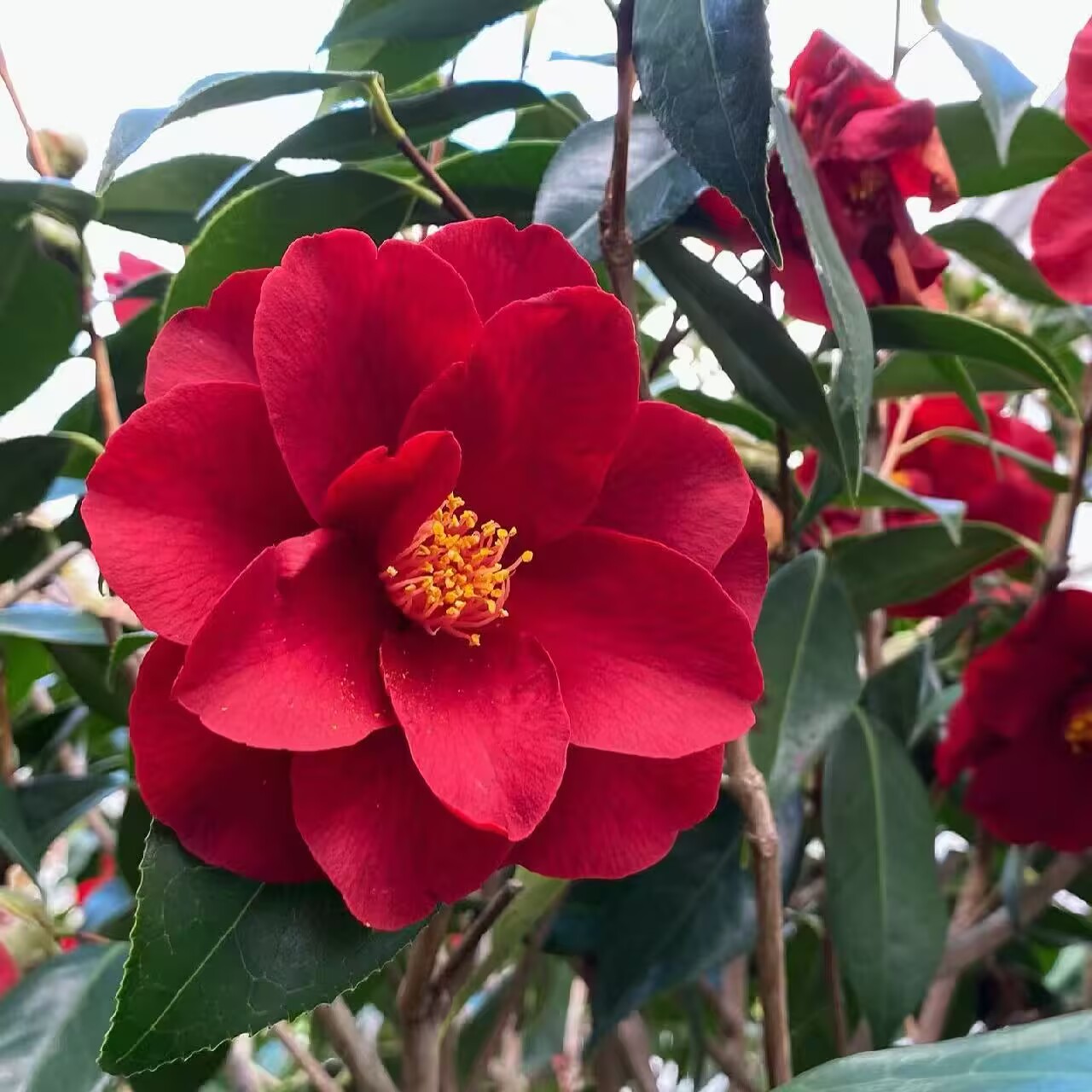 山茶花皇家天鹅绒大红色美国品种庭院四季常绿耐寒耐热室内复色花