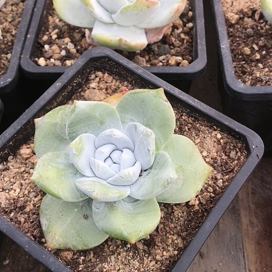 雪山拇指仙女棒杯