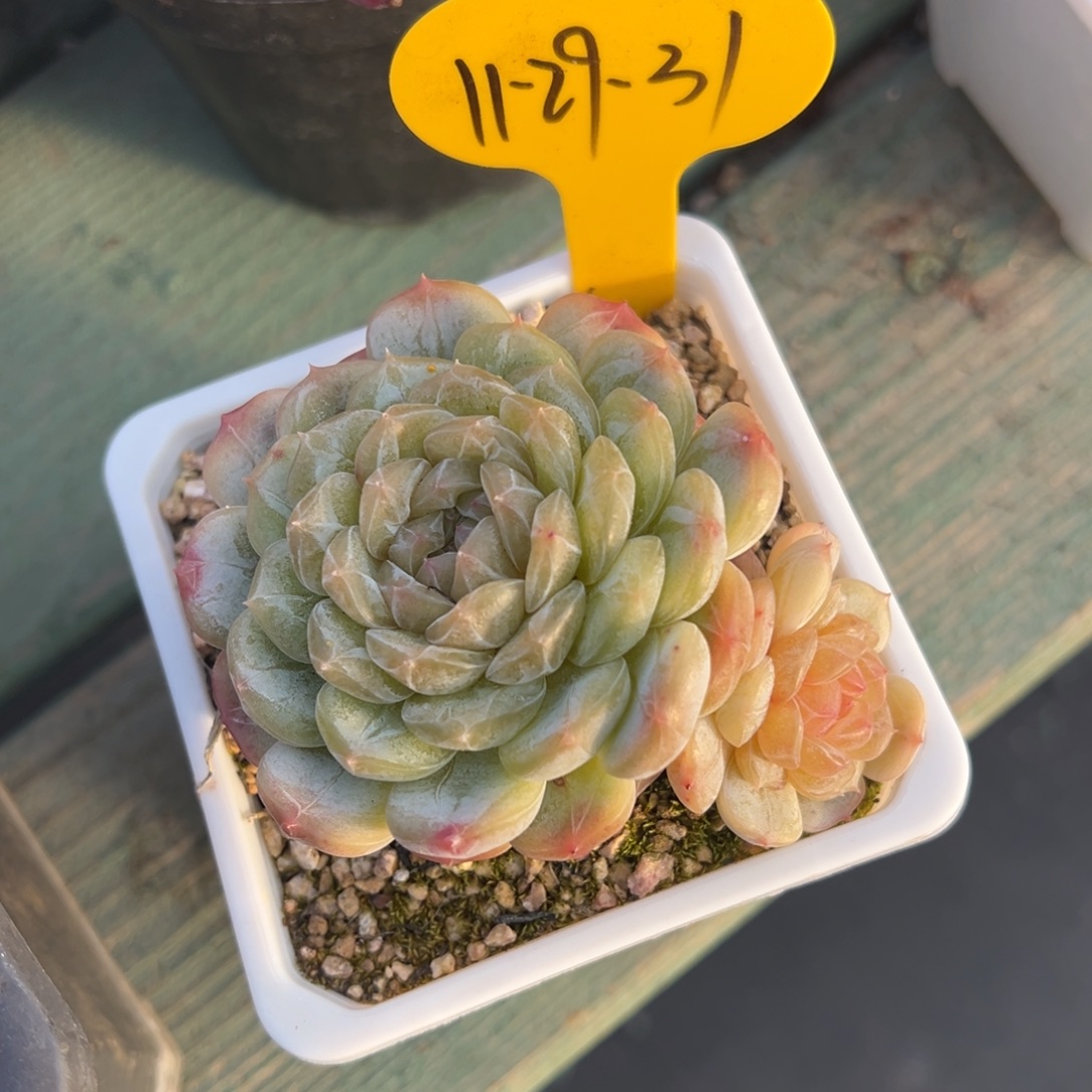 11-29-31白恋多肉植物