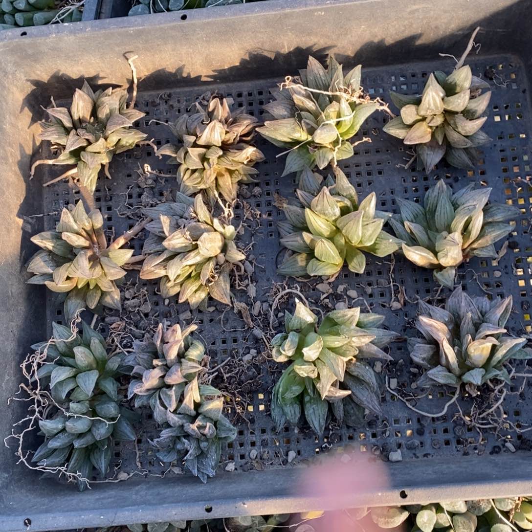 1316 一颗大西瓜寿 双11福利