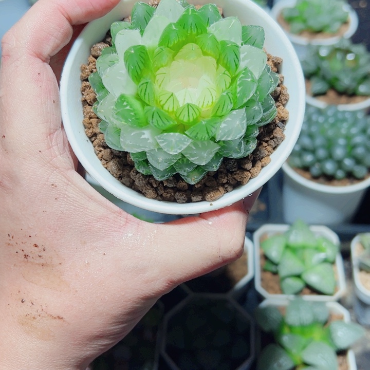 翠云玉露锦多肉植物