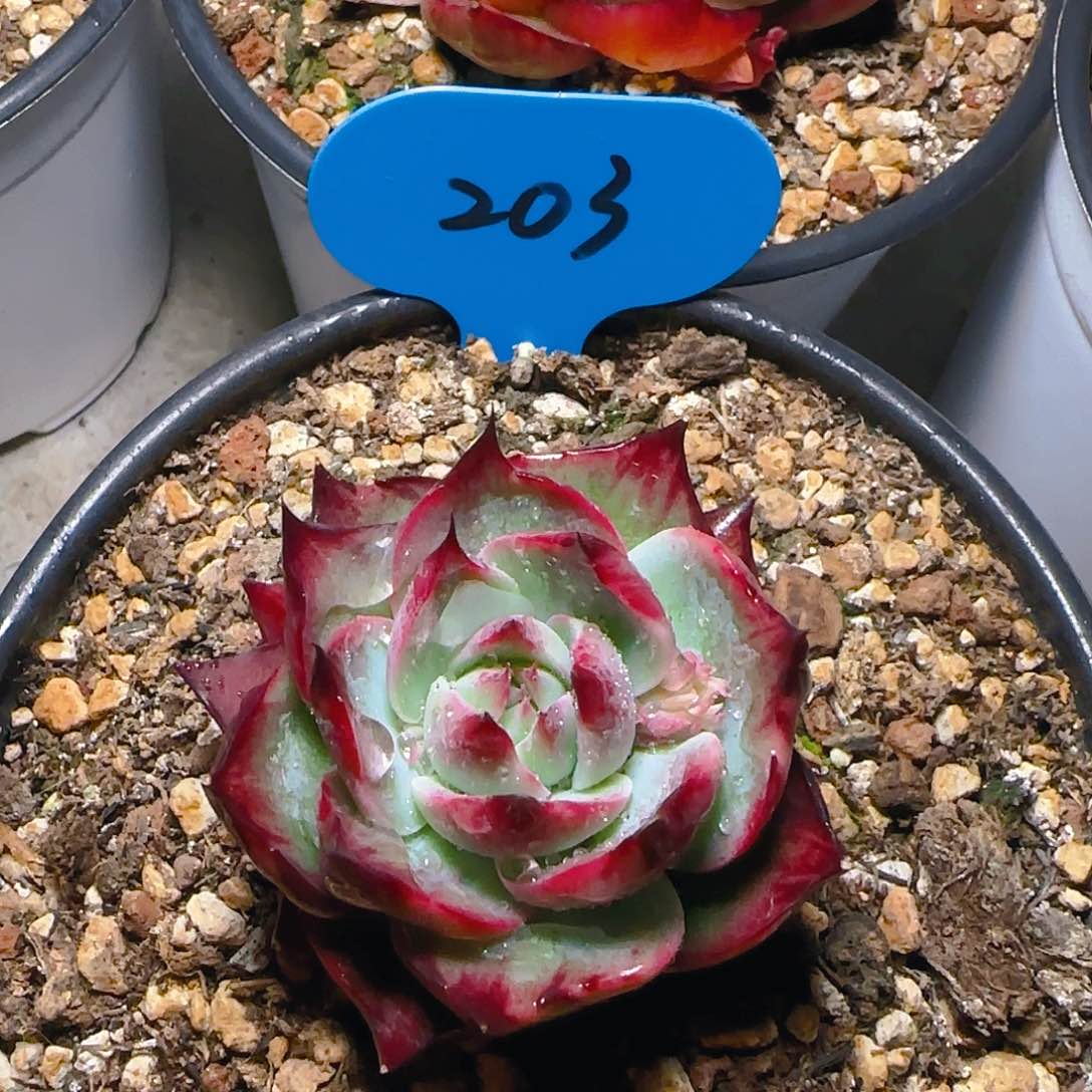 小惊鸿仙子6公分左右203号