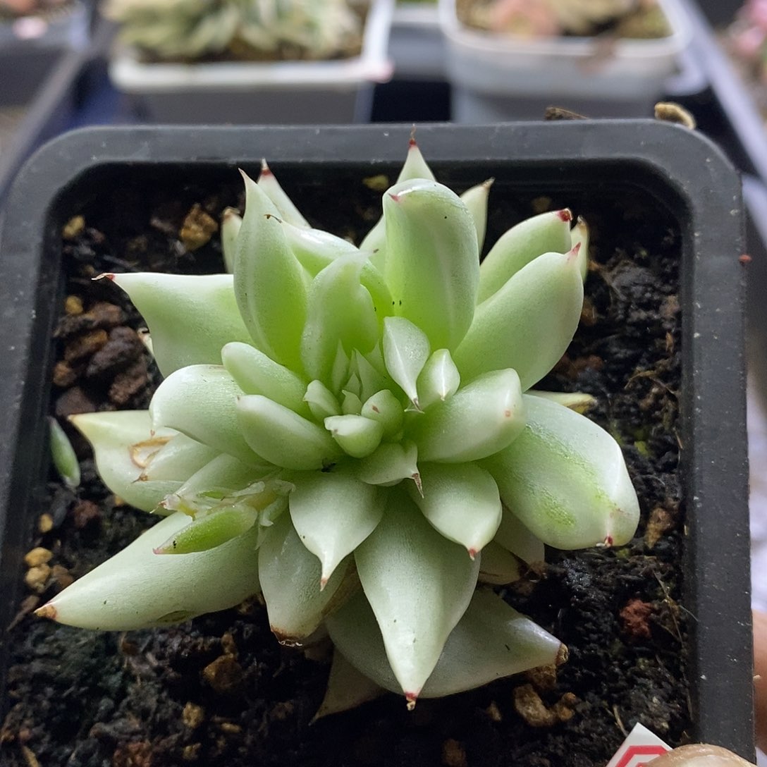 09122圣路易斯锦多肉