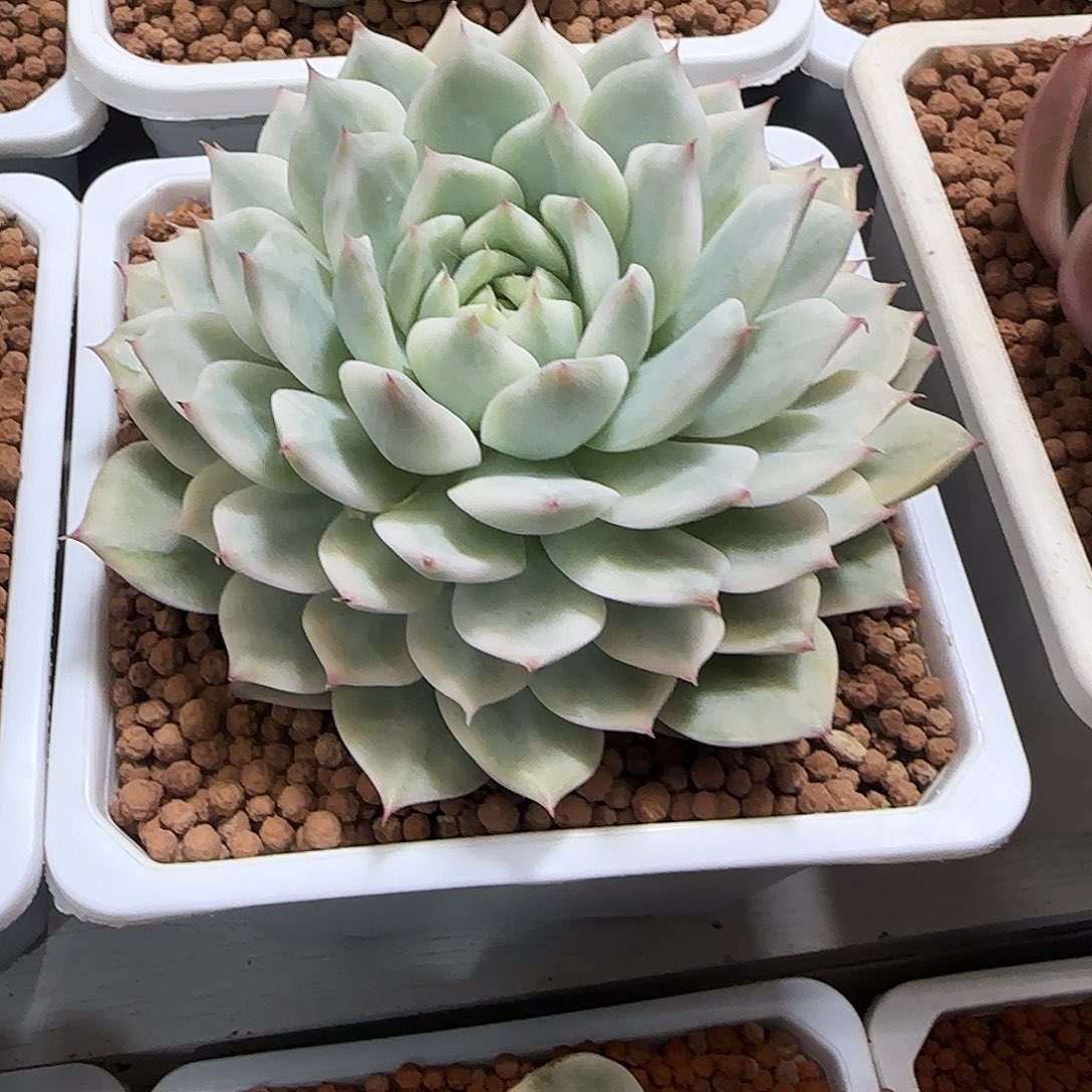 Tp锦多肉植物锦多肉