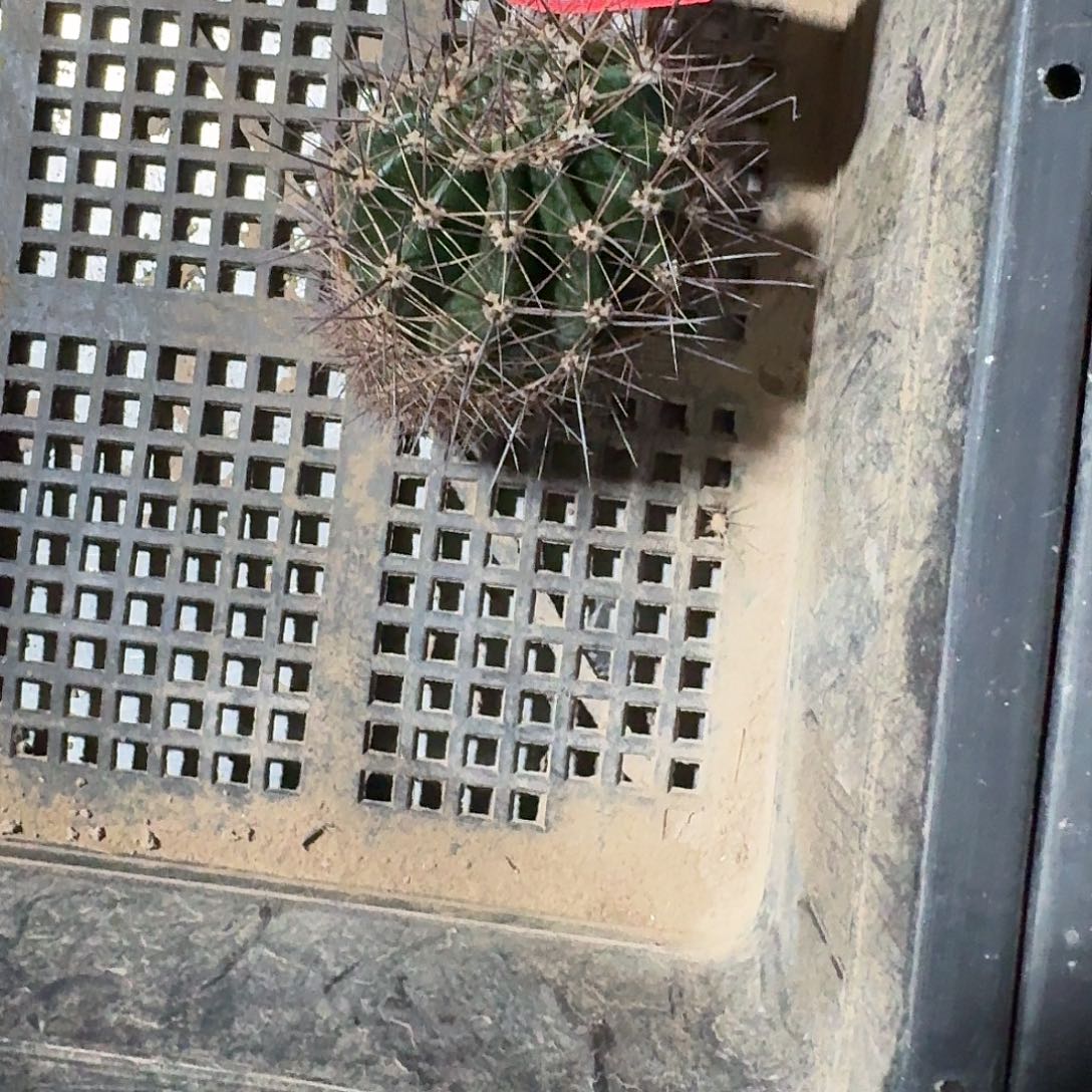 我***弟蚂蚁气根彩草仙人球