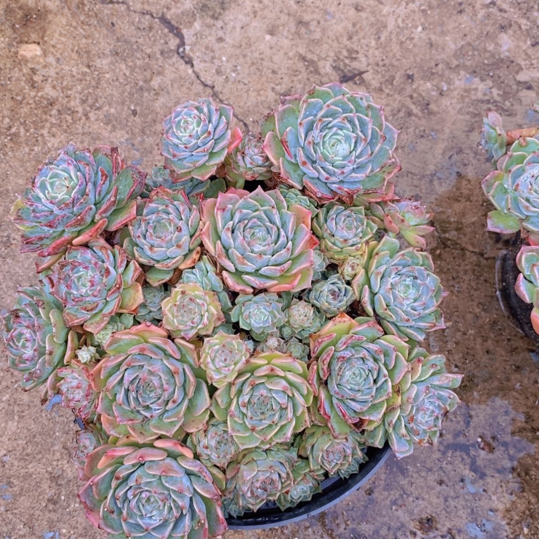 原始海滨格瑞带盆土，160杯