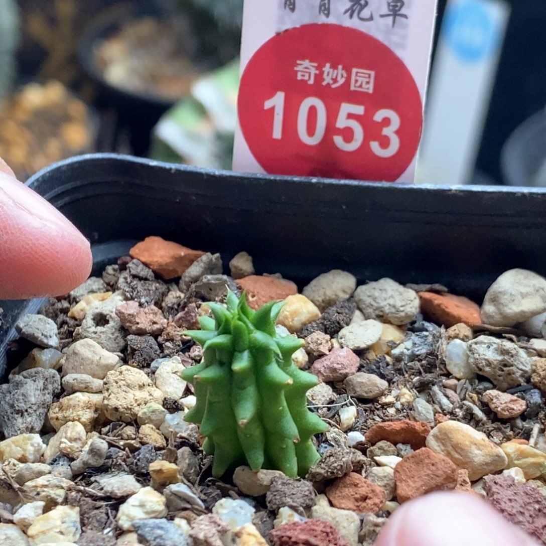 海胆大戟一颗仙人球368748998