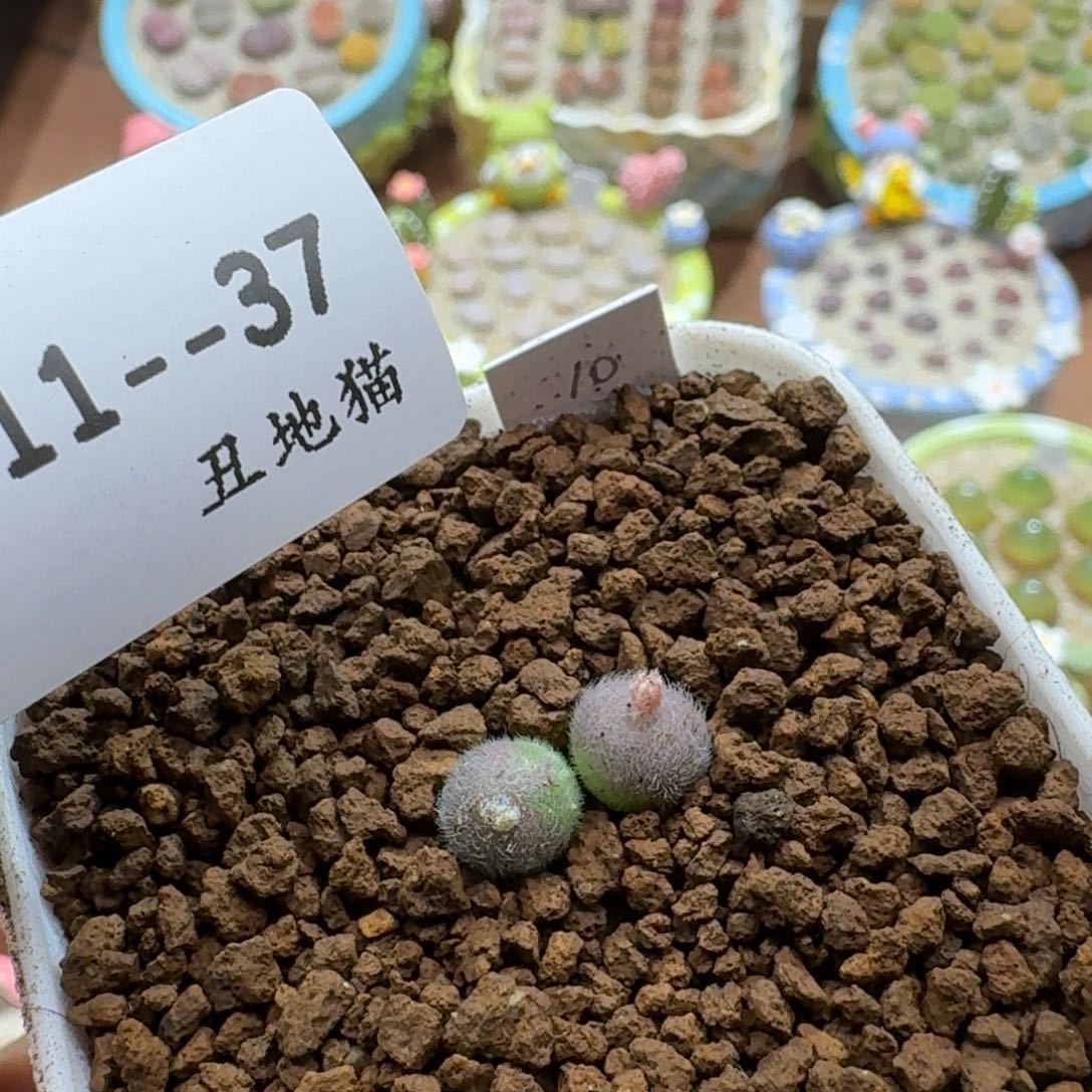 এ***妮1211:037肉锥毛球肉锥