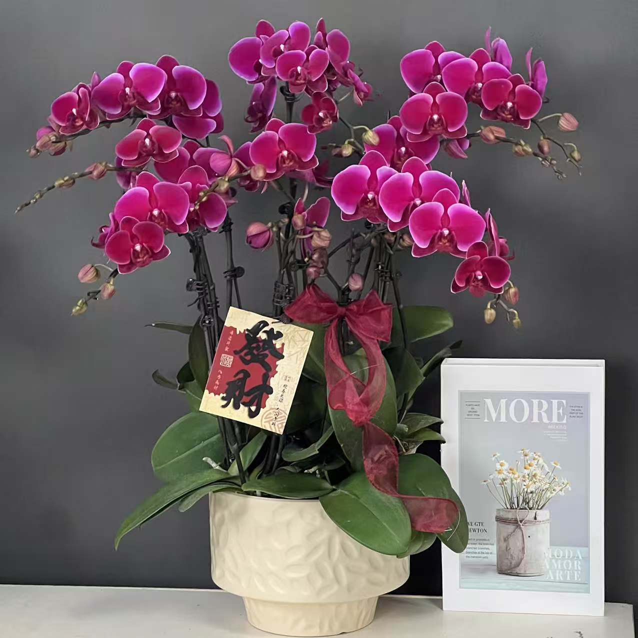 多彩优选（红宝石）欧品红色稀有贵货蝴蝶兰鲜花室内送礼高端花卉