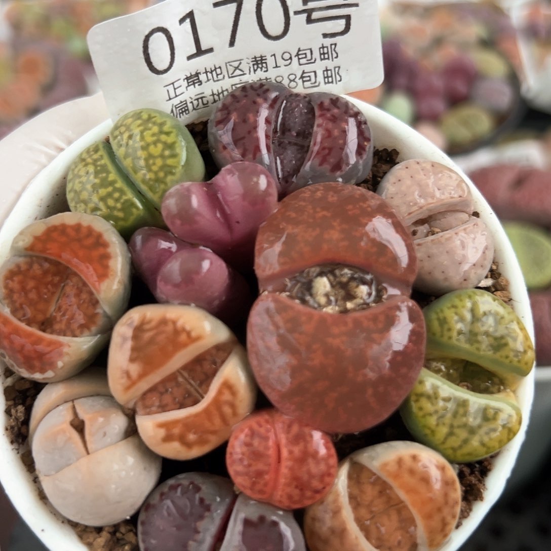 好养易活生石花大母本0170