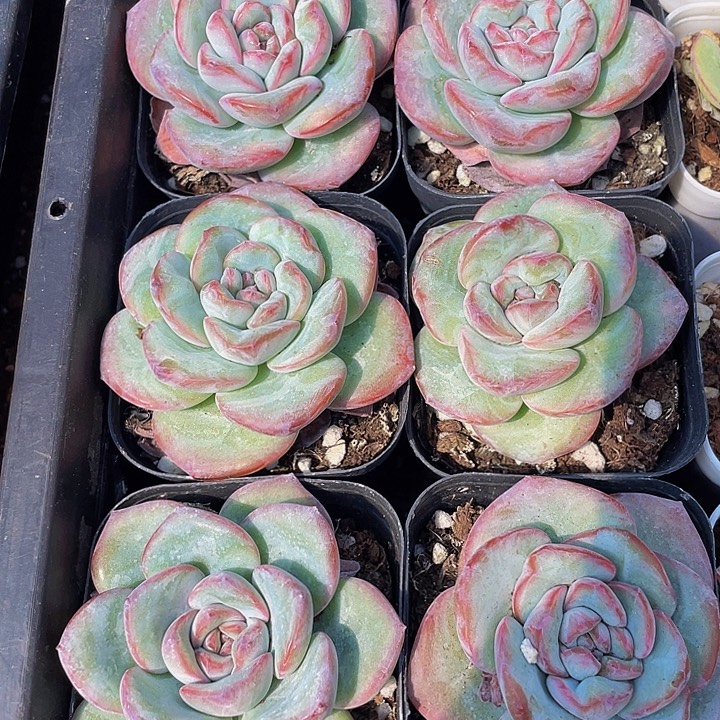 6.5方大泡芙带盆土发