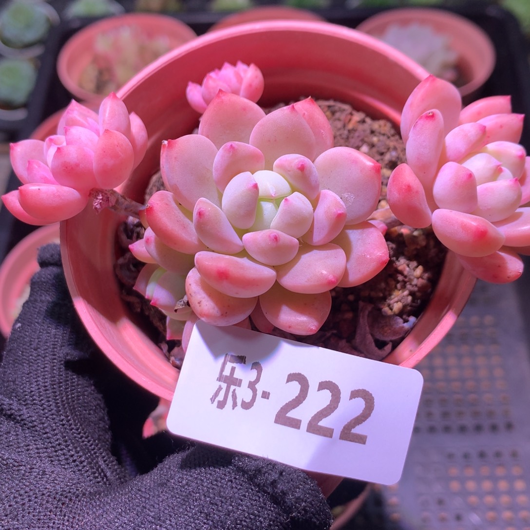 乐然 3-222 洛丽塔 