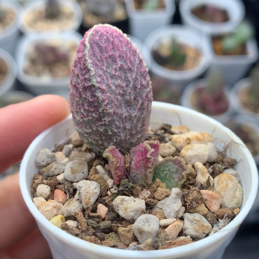 哈默红猪肝 多肉植物水泡