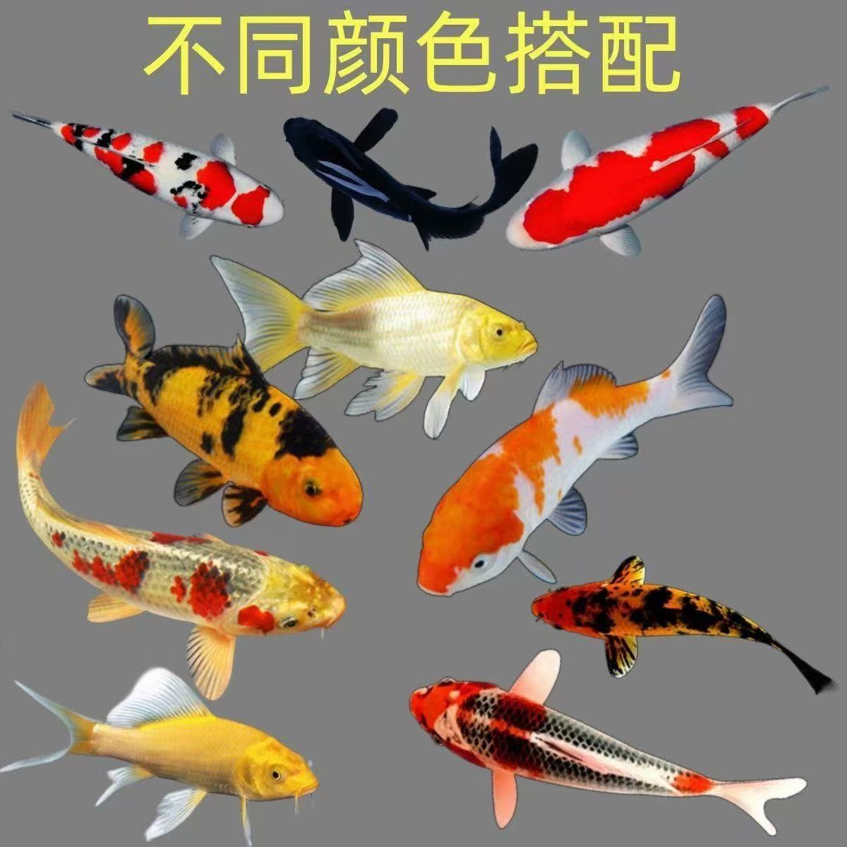 锦鲤金鱼耐活招财淡水观赏鱼苗大全