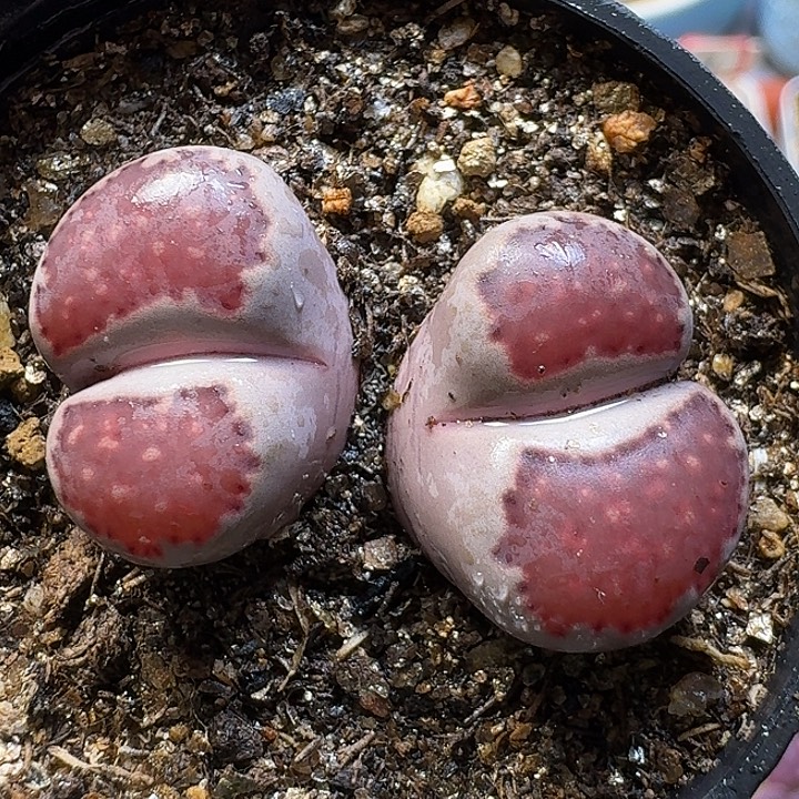 生石花1111222。   172