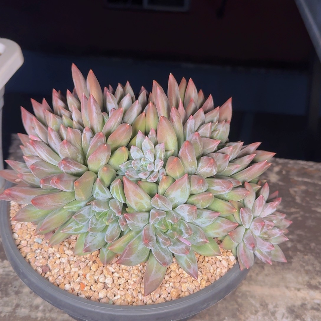 瑾***怡多肉植物的生长发育和